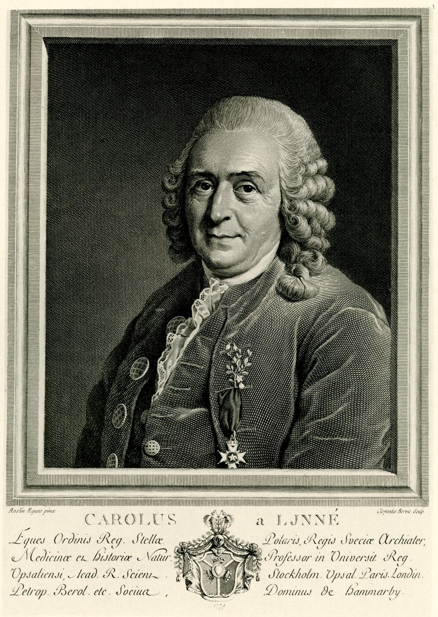 Karl von Linné af German School