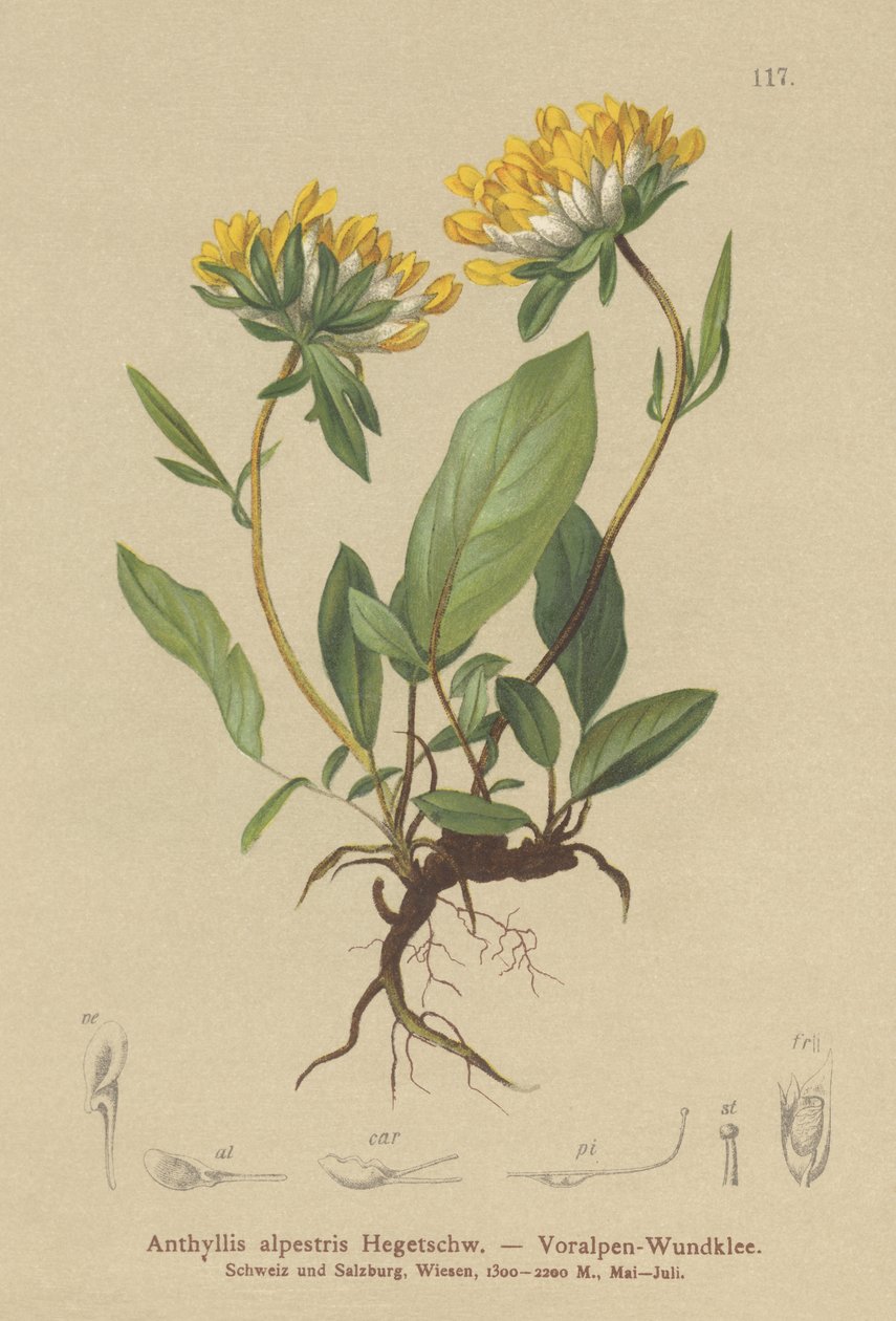 Nyretap (Anthyllis alpestris, Anthyllis vulneraria var. alpestris) af German School