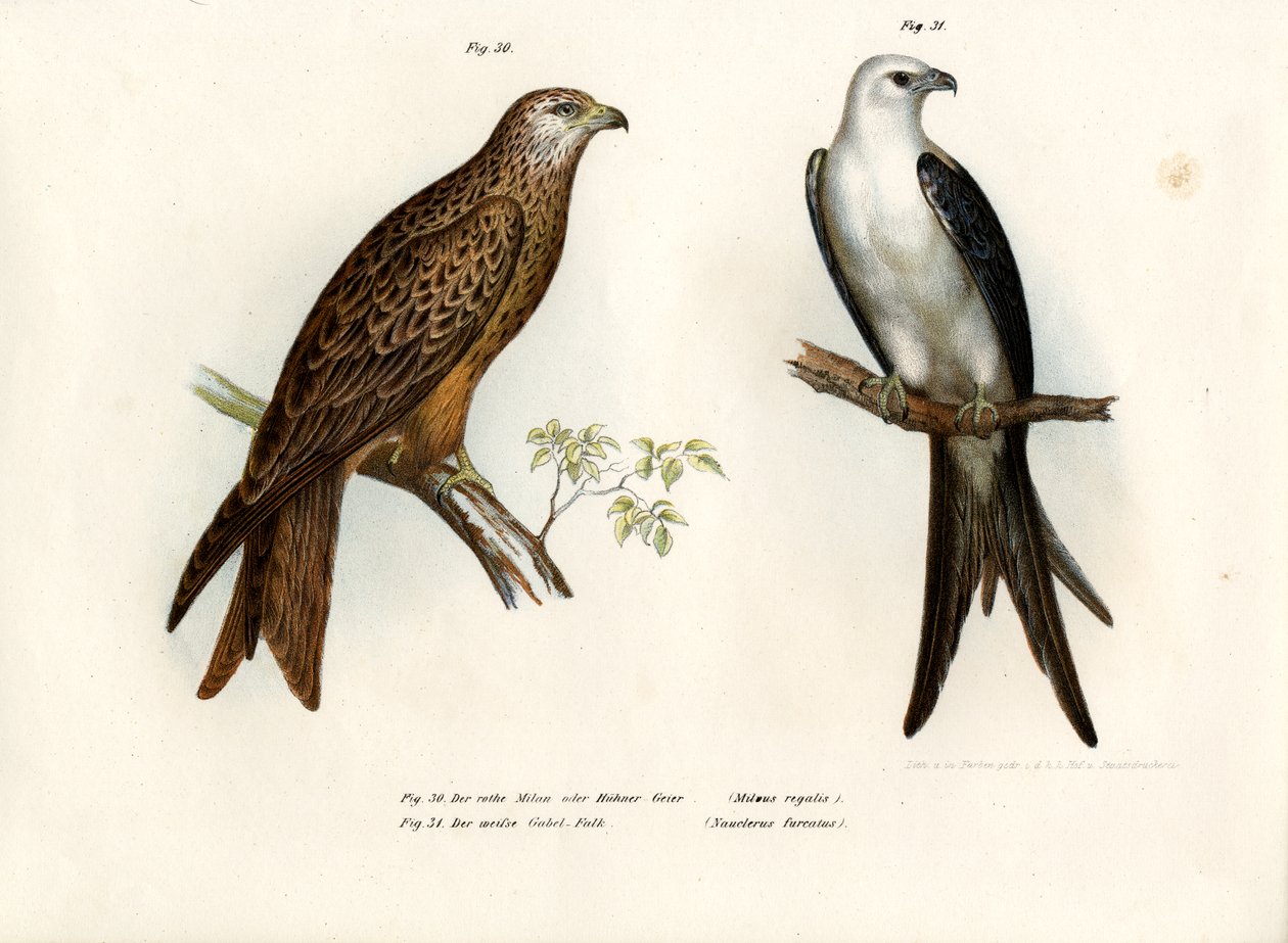 Drage, 1864 af German School