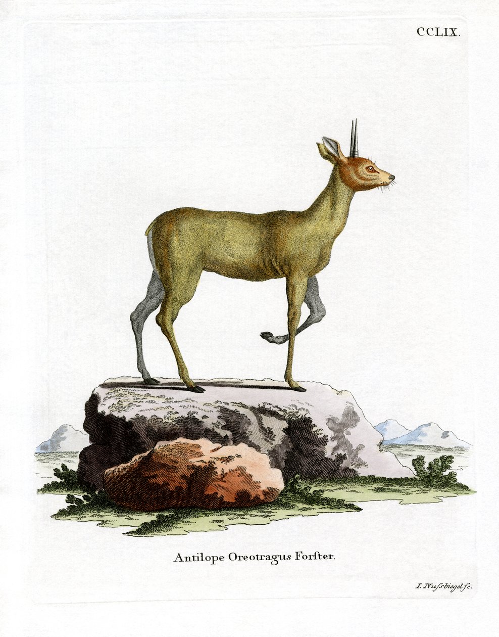 Klipspringer (farvet gravering) af German School