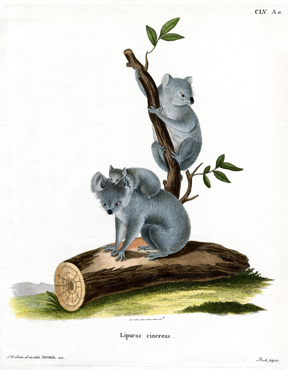 Koala (farvet gravering) af German School