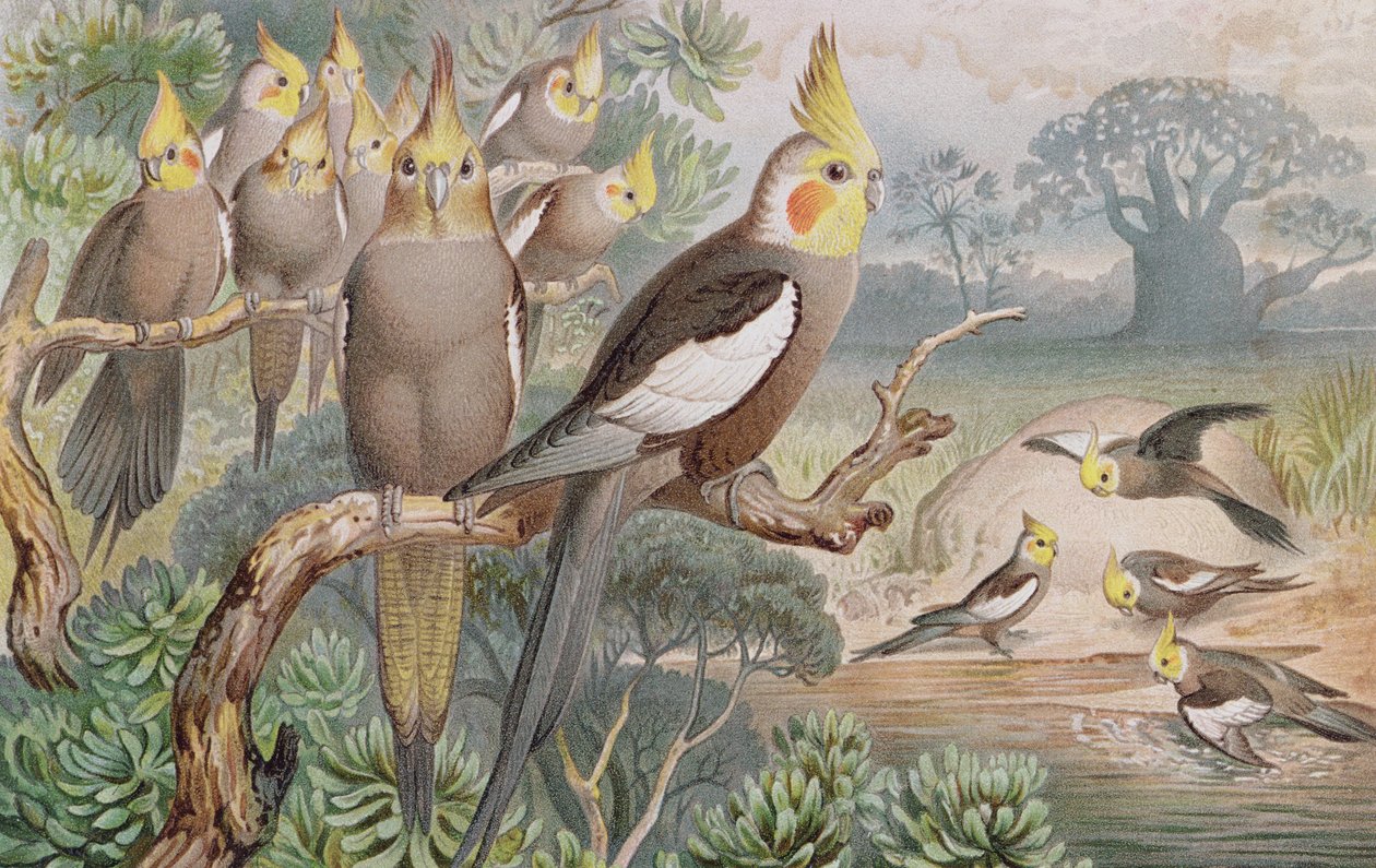 Kockatiel, tallerken fra Brehms Tierleben: Allgemeine Kunde des Tierreichs, bind 5, s.60, udgivet af Bibliographisches Institut, 1892 af German School