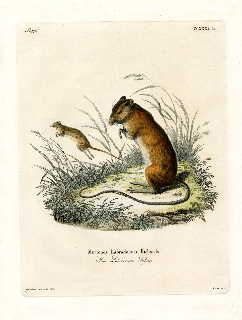 Labrador Jumping Mouse (farvet indgravering) af German School