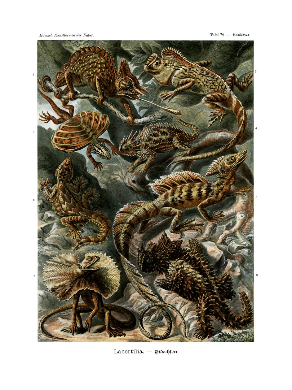 Lacertilia, 1899-1904 af German School