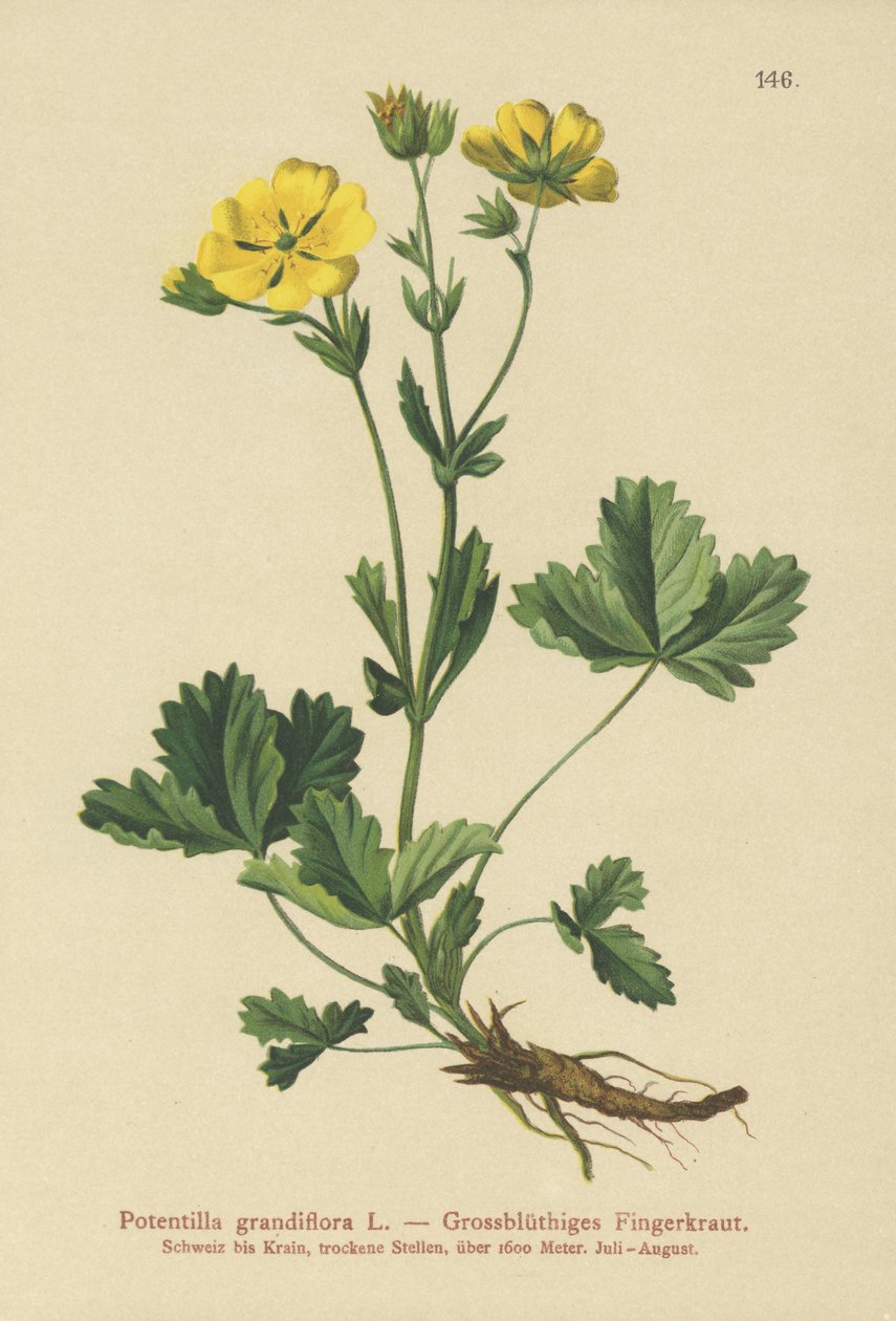 Storblomstret Potentilla (Potentilla grandiflora) af German School
