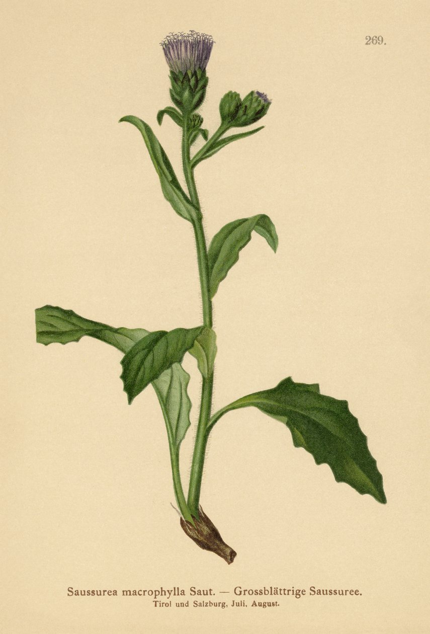 Storbladet almindelig savurt (Saussurea macrophylla, Saussurea alpina ssp. macrophylla) af German School
