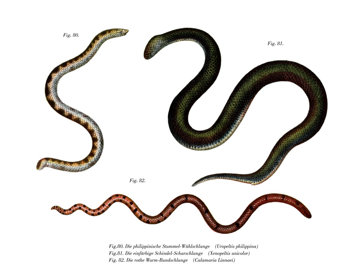 Stor Shieldtail Snake (farve litho) af German School
