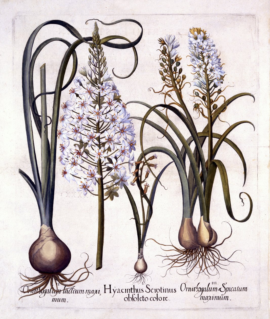 Late Hyacinth and Star-Of-Bethlehem, fra Hortus Eystettensis, af Basil Besler (1561-1629), pub. 1613 (håndfarvet gravering) af German School