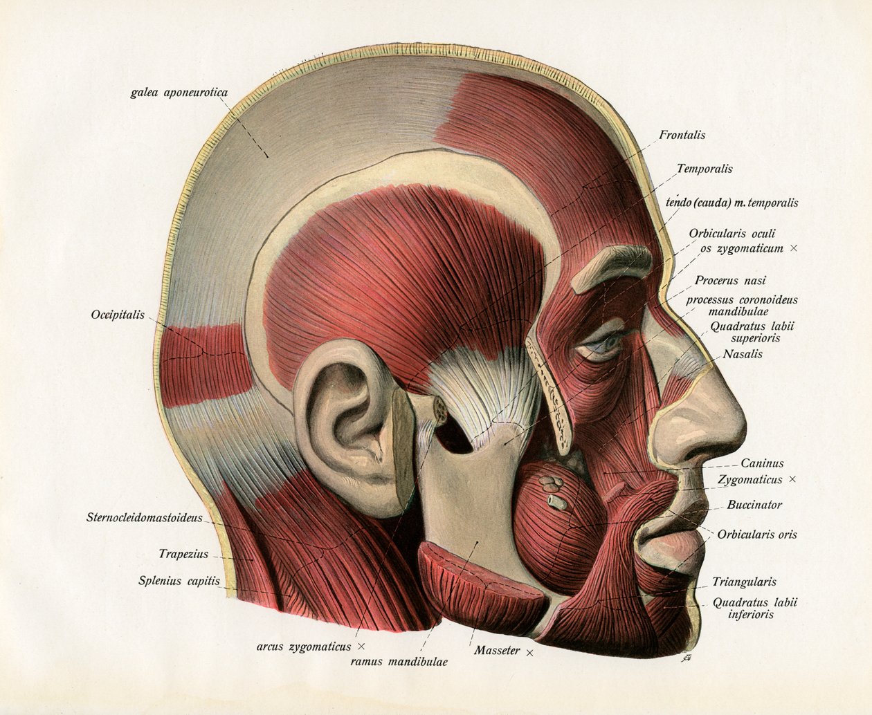 Lateral Cutaway View af musklerne i det menneskelige ansigt af German School