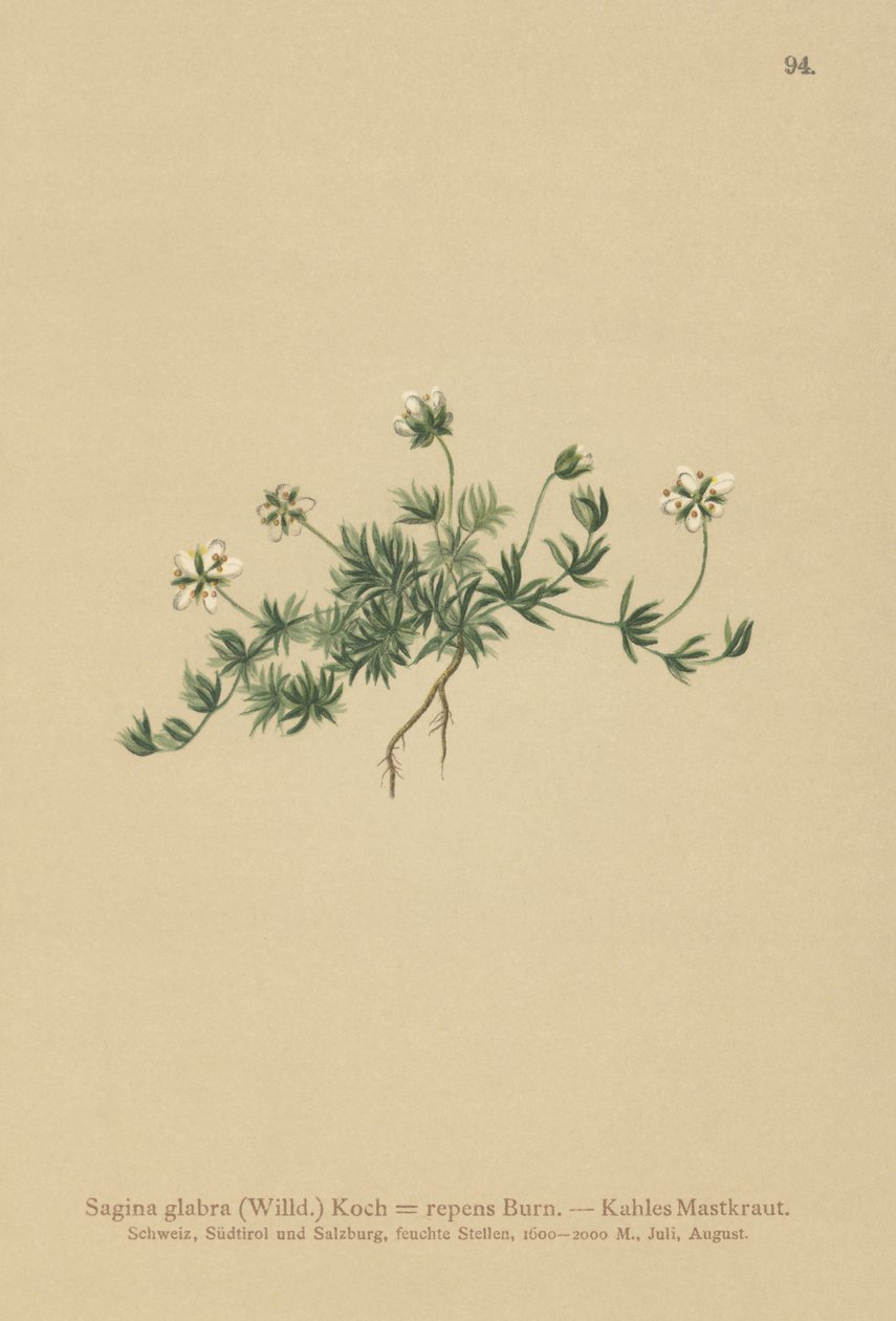 Plæne Perleurt (Sagina glabra, Sagina repens) af German School