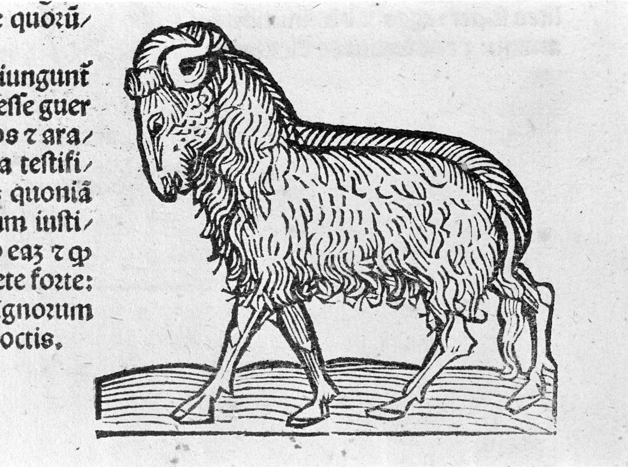 Le Aquarius - i Afhandling af Johannes Angeli De Magnisconnectionibue annorum revolutionis et eum pefectionis. Augsburg, Erhard Ratdolt af German School