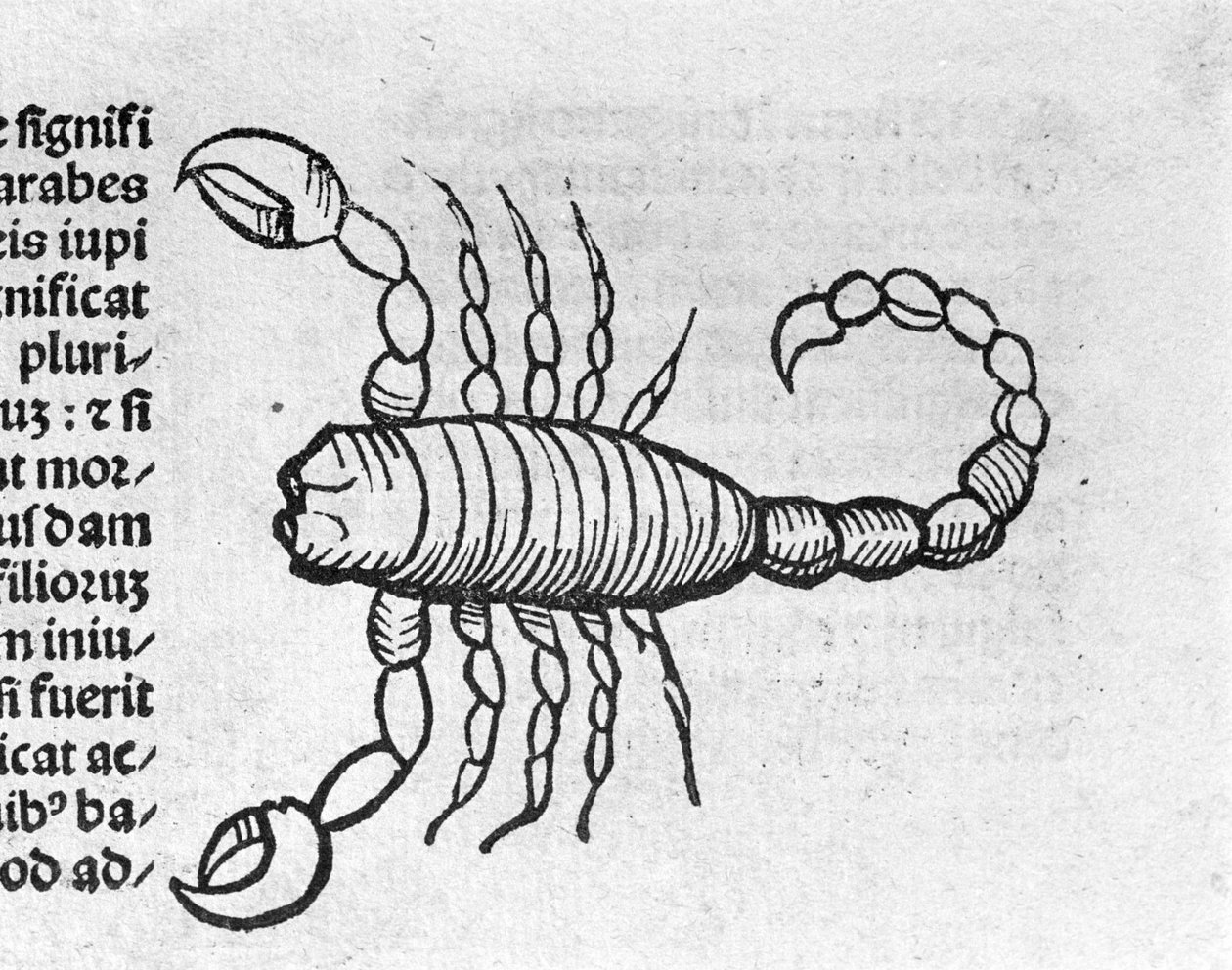 Le Scorpio - i afhandling af Johannes Angeli De Magnisconnectionibue annorum revolutionis et eum pefectionis. Augsburg, Erhard Ratdolt af German School
