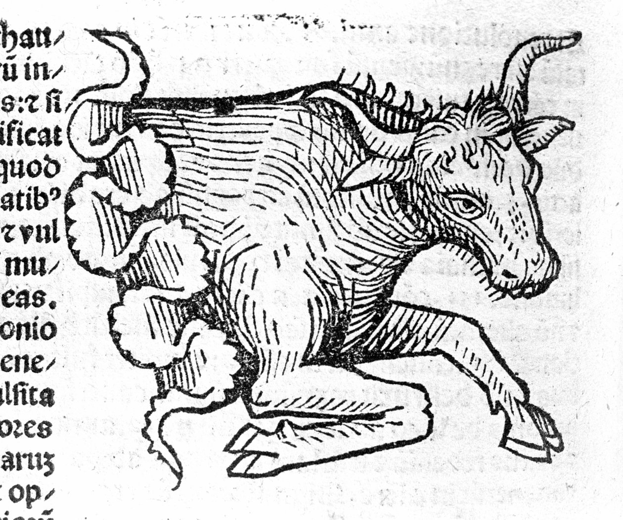 Le Taurus - i afhandling af Johannes Angeli De Magnisconnectionibue annorum revolutionis et eum pefectionis. Augsburg, Erhard Ratdolt af German School