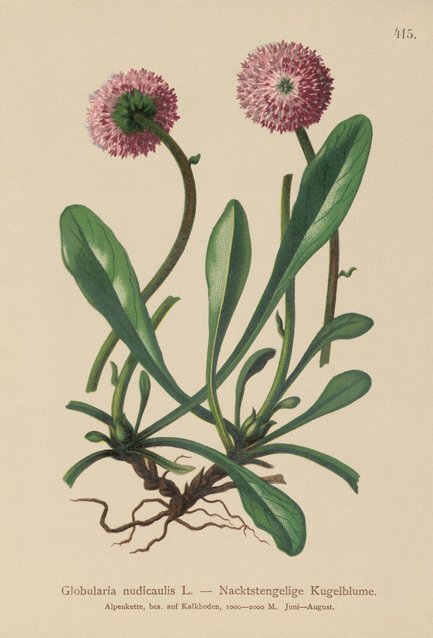 Globularia uden blade og stilk (Globularia nudicaulis) af German School