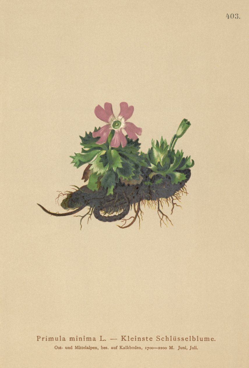 Primula minima (Primula minima, Auriculastrum primula, Primula veris) af German School