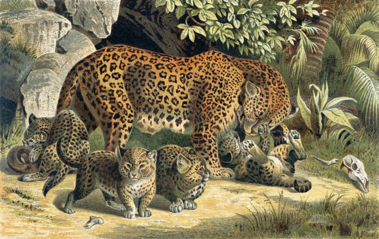 Leopard, tallerken fra Brehm
