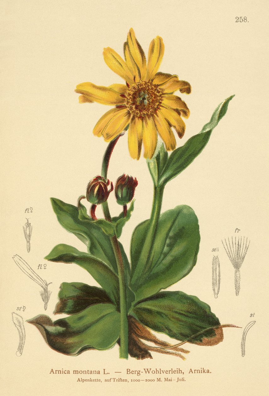 Leopards-bane (Arnica montana) af German School