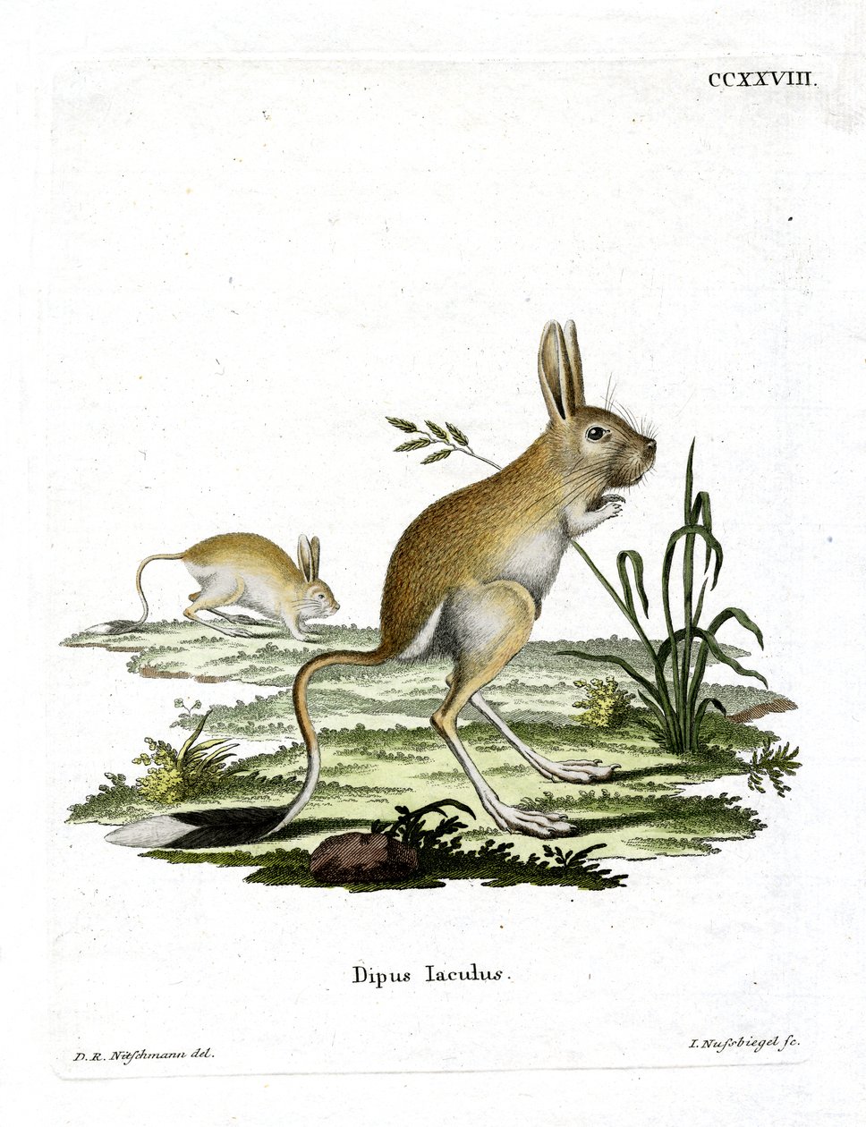 Mindre egyptisk Jerboa (farvet gravering) af German School