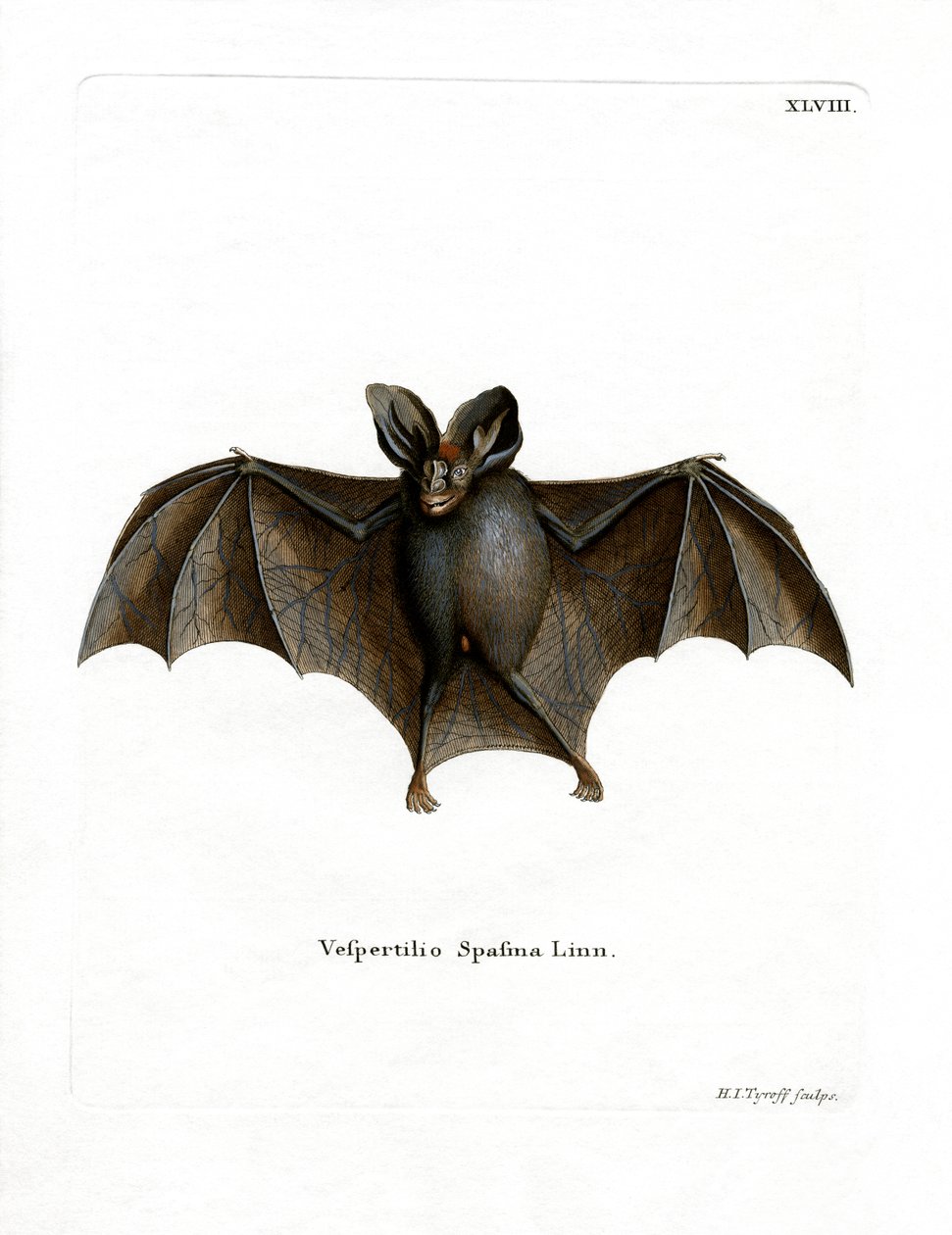 Mindre falsk vampyrbat (farvet indgravering) af German School