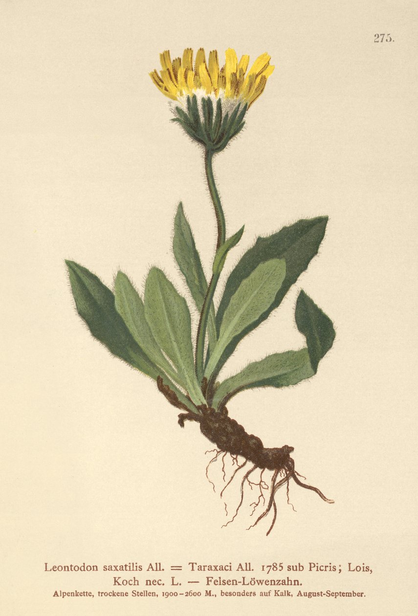 Lille høgeurt (Leontodon saxatilis, Leontodon taraxaci) af German School