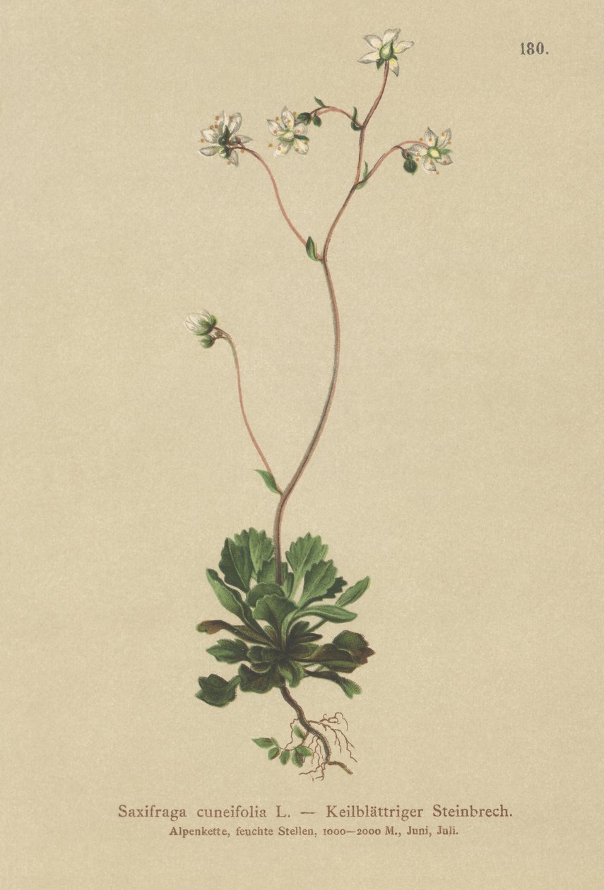 Lille London-stolthed (Saxifraga cuneifolia) af German School