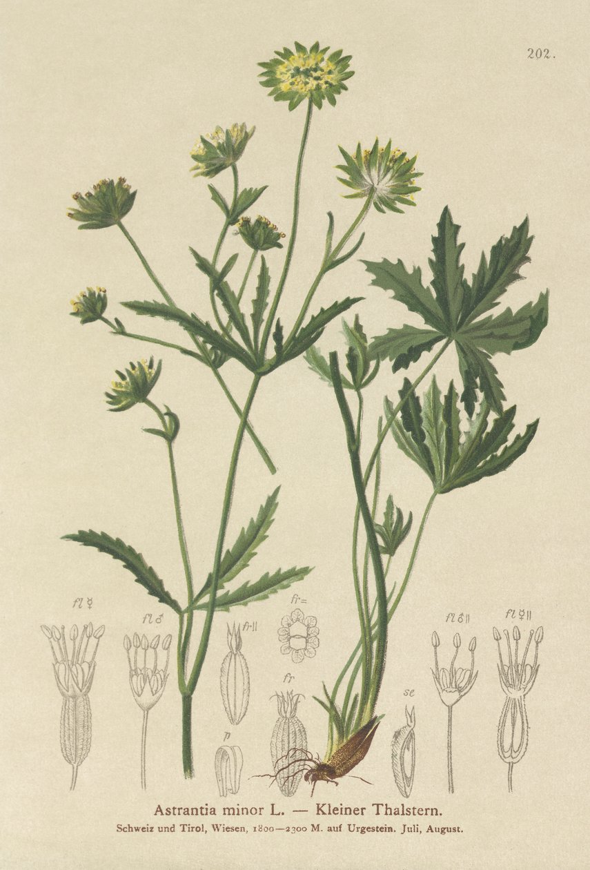 Mindre Mesterurt (Astrantia minor) af German School
