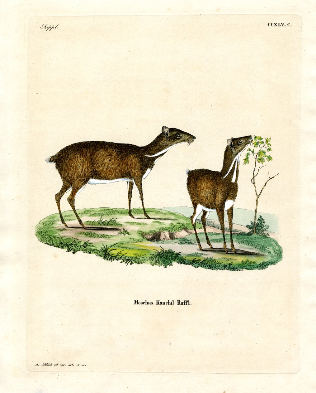 Lesser Mouse Deer (farvet indgravering) af German School
