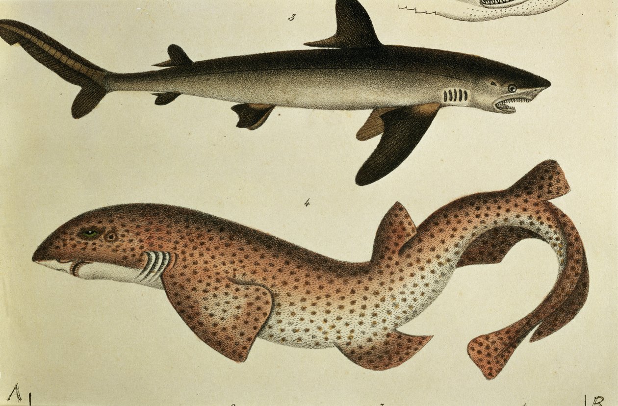 Lille plettet pighaj, Pl.93 fra "Naturgeschichte und Abbildung der Fische" af H.R. Schinz, 1836 af German School