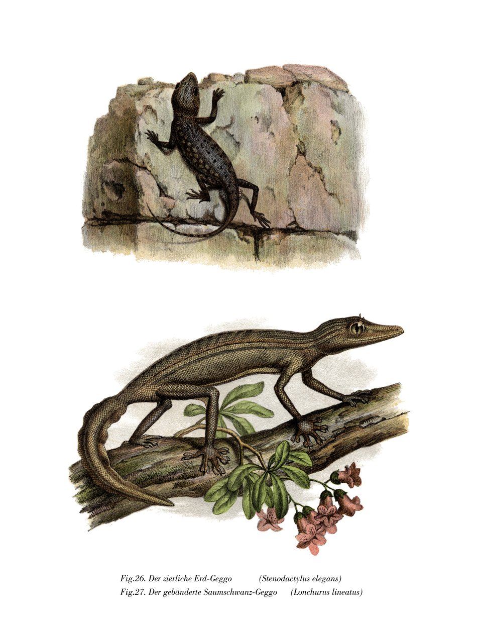 Lichtensteins kortfingrede gekko (farve litho) af German School