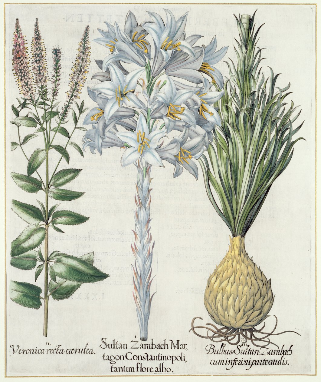 Lilje: 1. Sultan Zambach Martagon af Konstantinopel hvid blomst 2. Veronica recta carnlea 3. Bulbus Sultan Zambach cuminfeunipartecaulis, fra Hortus Eystettensis af Basil Besler (1561-1629), pub. 1613 af German School