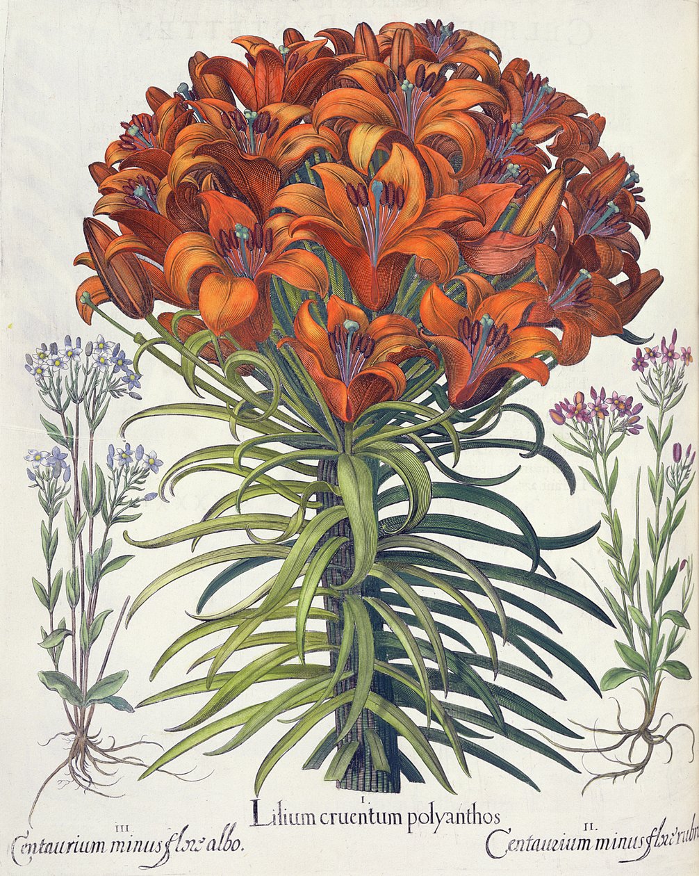 Lilje og bøg: 1. Lilium blodig polyanthos; 2. Centaurium minus rød blomst; 3.Centaurium minus flore albo, fra Hortus Eystettensis af Basil Besler (1561-1629), pub. 1613 af German School