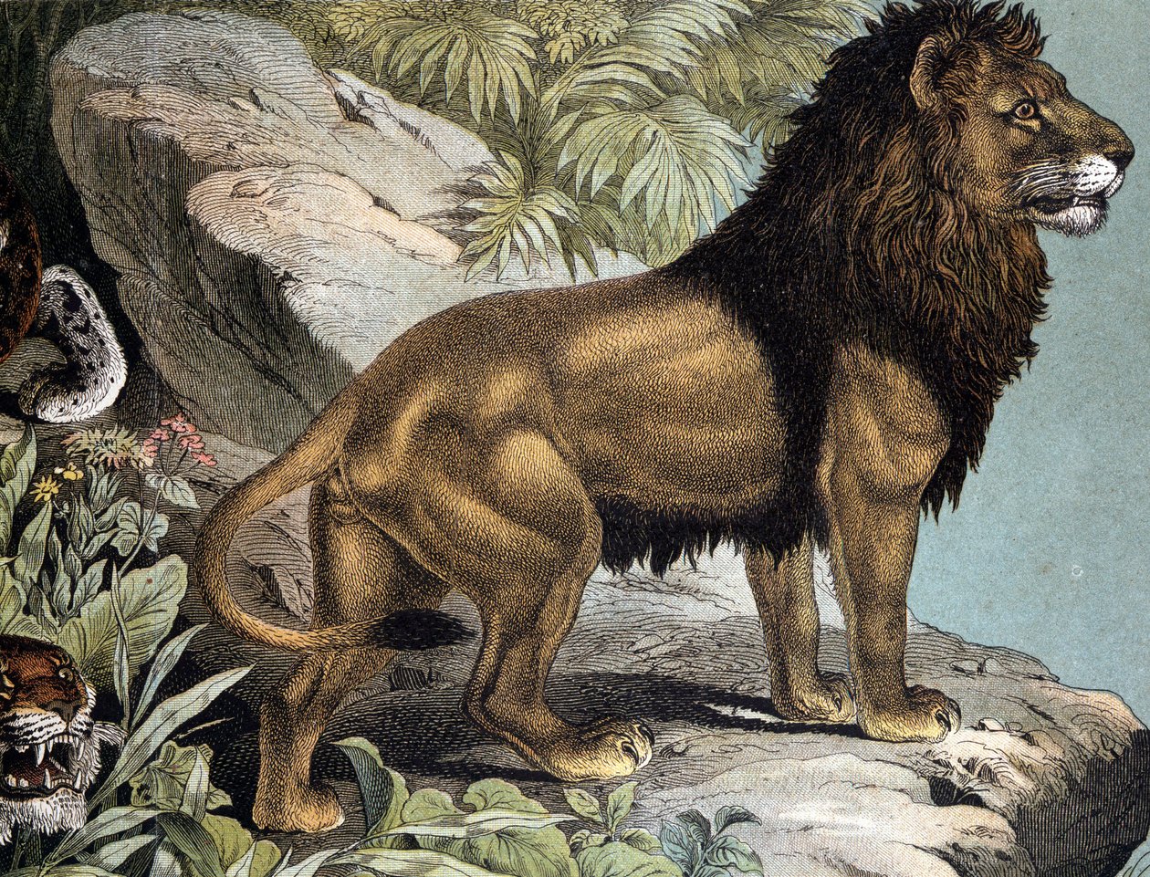 Løve - i "Natural History of Pattedyr", red. Schreiber, München af German School