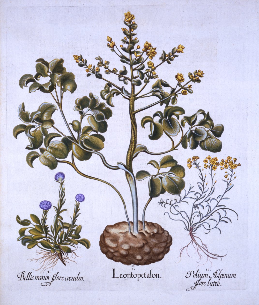Lions Leaf and Alpine Flowers, fra Hortus Eystettensis, af Basil Besler (1561-1629), pub. 1613 (håndfarvet gravering) af German School