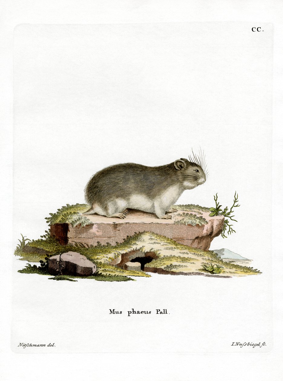 Lille grå hamster (farvet gravering) af German School