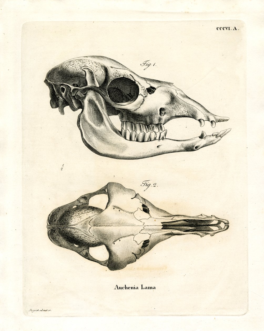 Lama Skull (farvet gravering) af German School