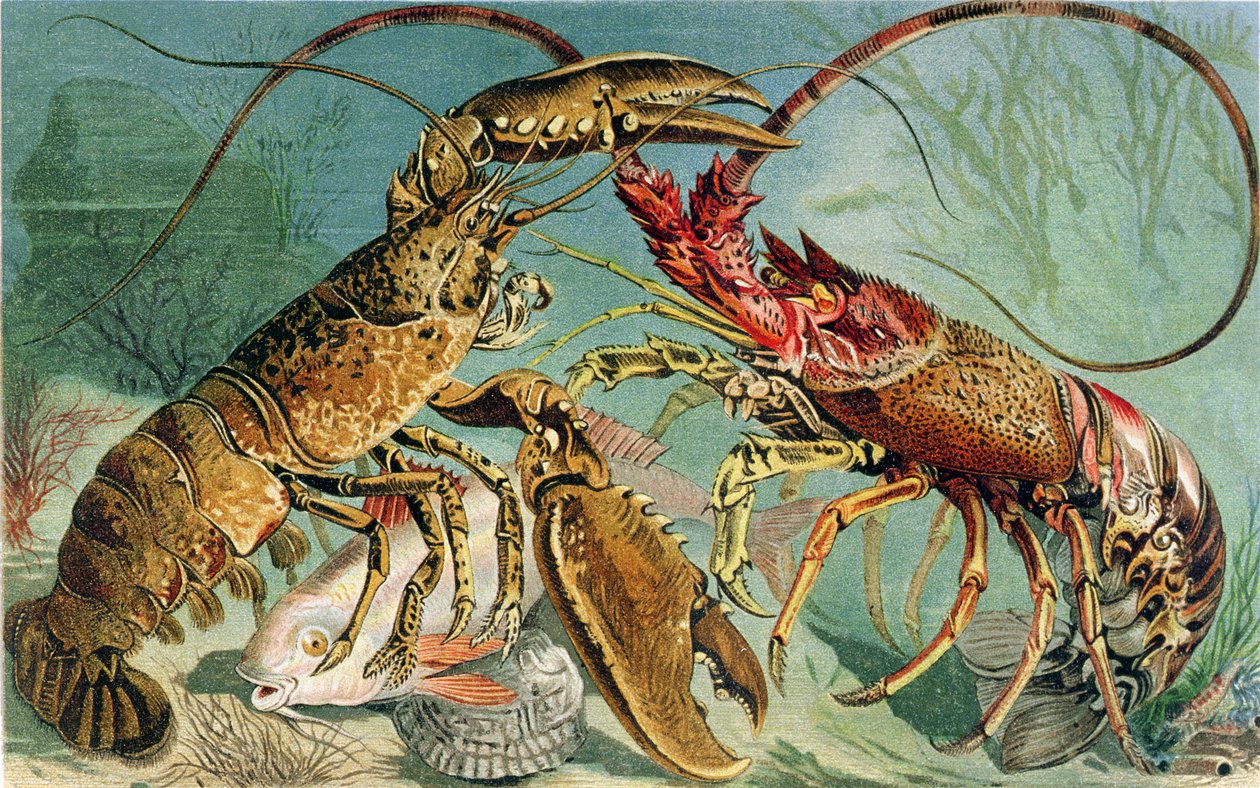 Hummer og Jomfruhummer, tallerken fra Brehms Tierleben: Allgemeine Kunde des Tierreichs, bind 10, s.44, udgivet af Bibliografisk Institut, 1893 af German School
