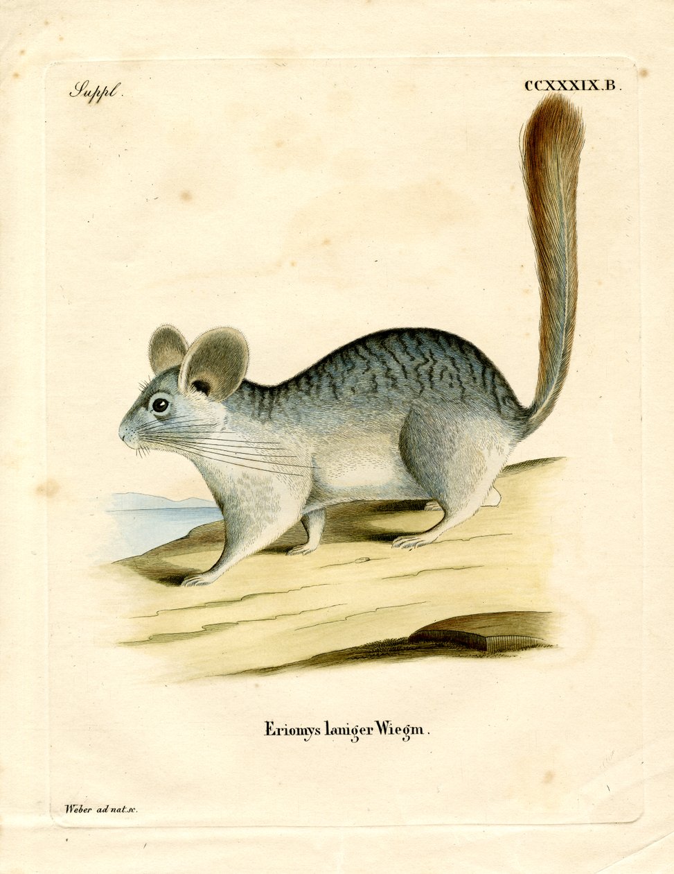 Langhalet chinchilla (farvet gravering) af German School
