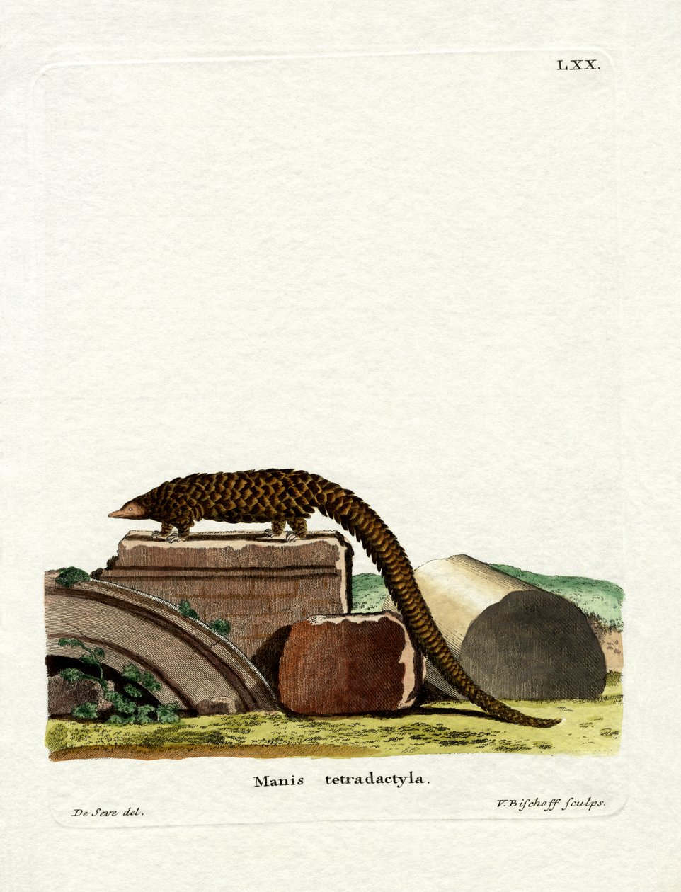 Langhalet Pangolin (farvet gravering) af German School