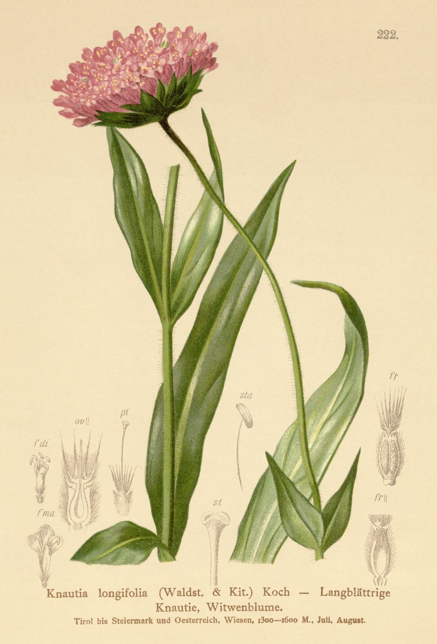 Langbladet enkeblomst (Knautia longifolia) af German School