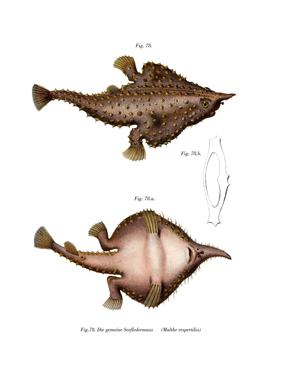 Longnose Batfish (farve litho) af German School