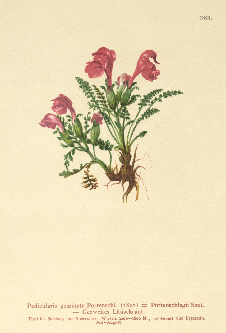 Lusewort (Pedicularis geminata, Pedicularis Portenschlagii, Pedicularis pumila) af German School