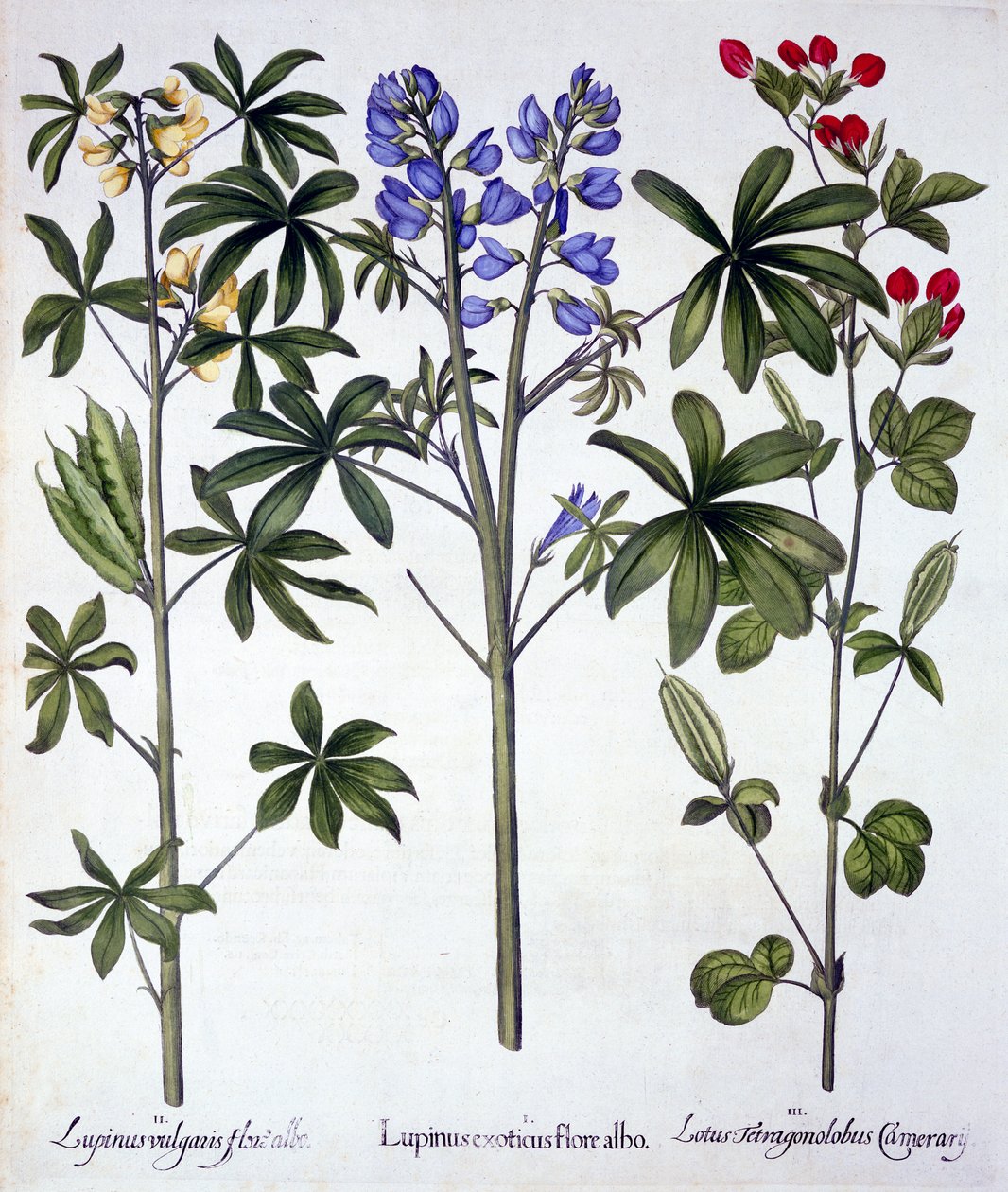 Lupiner og røde aspargesærter, fra Hortus Eystettensis, af Basil Besler (1561-1629), pub. 1613 (håndkoloreret gravering) af German School