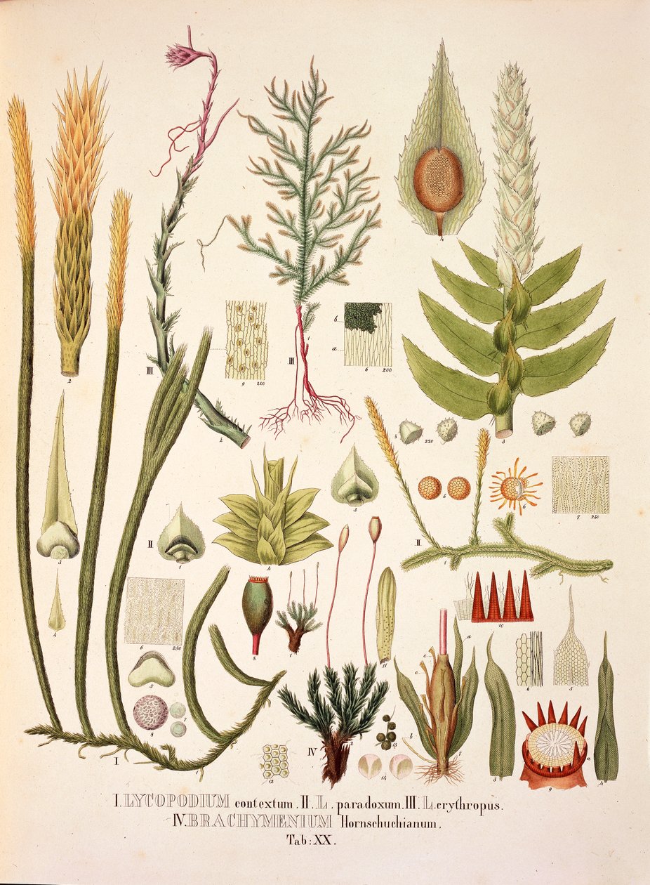 Lycopodium og Brachymenium, bord XX fra 