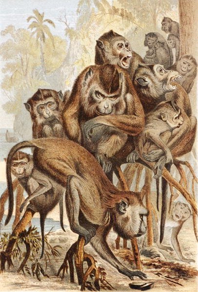 Macacus, plade fra "Brehms Tierleben: Allgemeine Kunde des Tierreichs", bd.1, s.149, udgivet af Bibliographisches Institut af German School