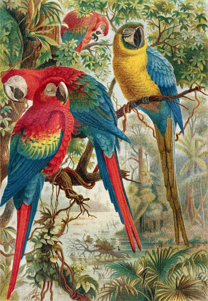 Macaws, tallerken fra Brehms Animal Life: General Knowledge of the Animal Kingdom, bind 5, s.60, udgivet af Bibliografisk Institut, 1892 af German School