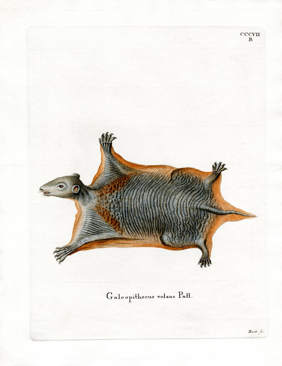 Malayan Flying Lemur (farvet gravering) af German School