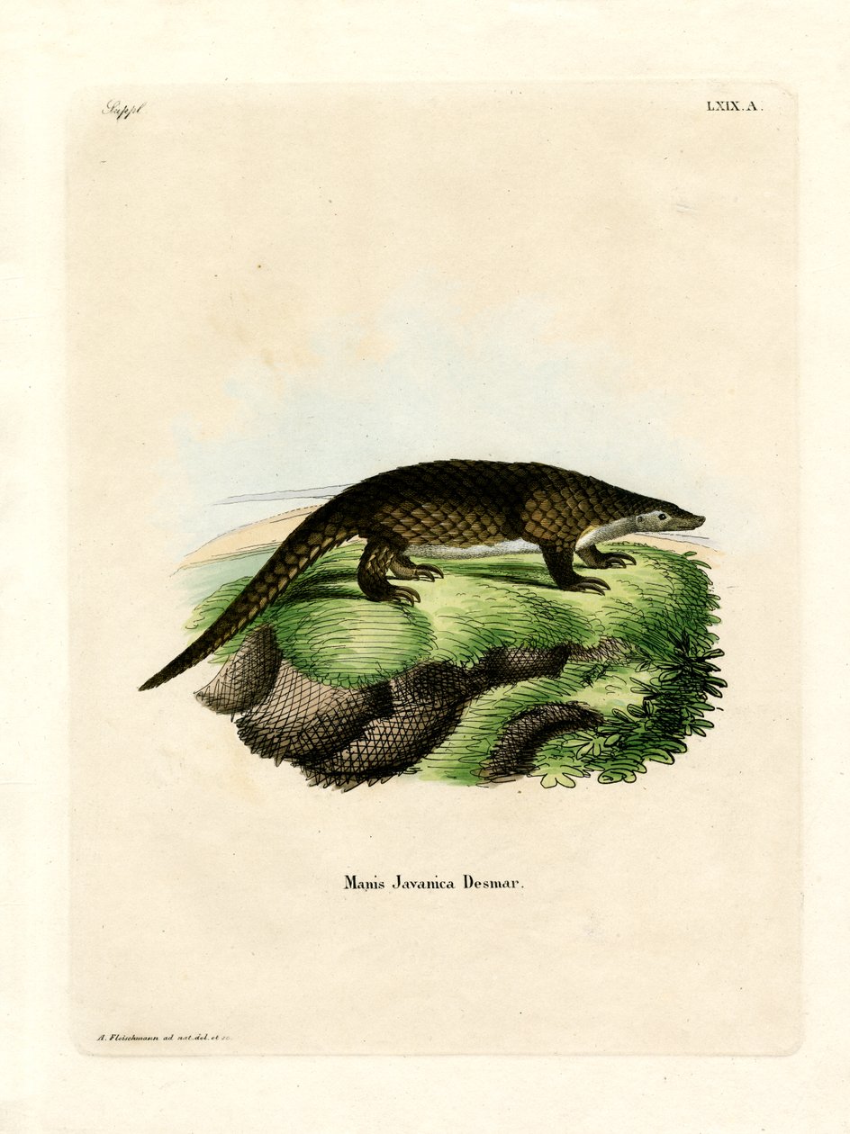 Malayan Pangolin (farvet gravering) af German School