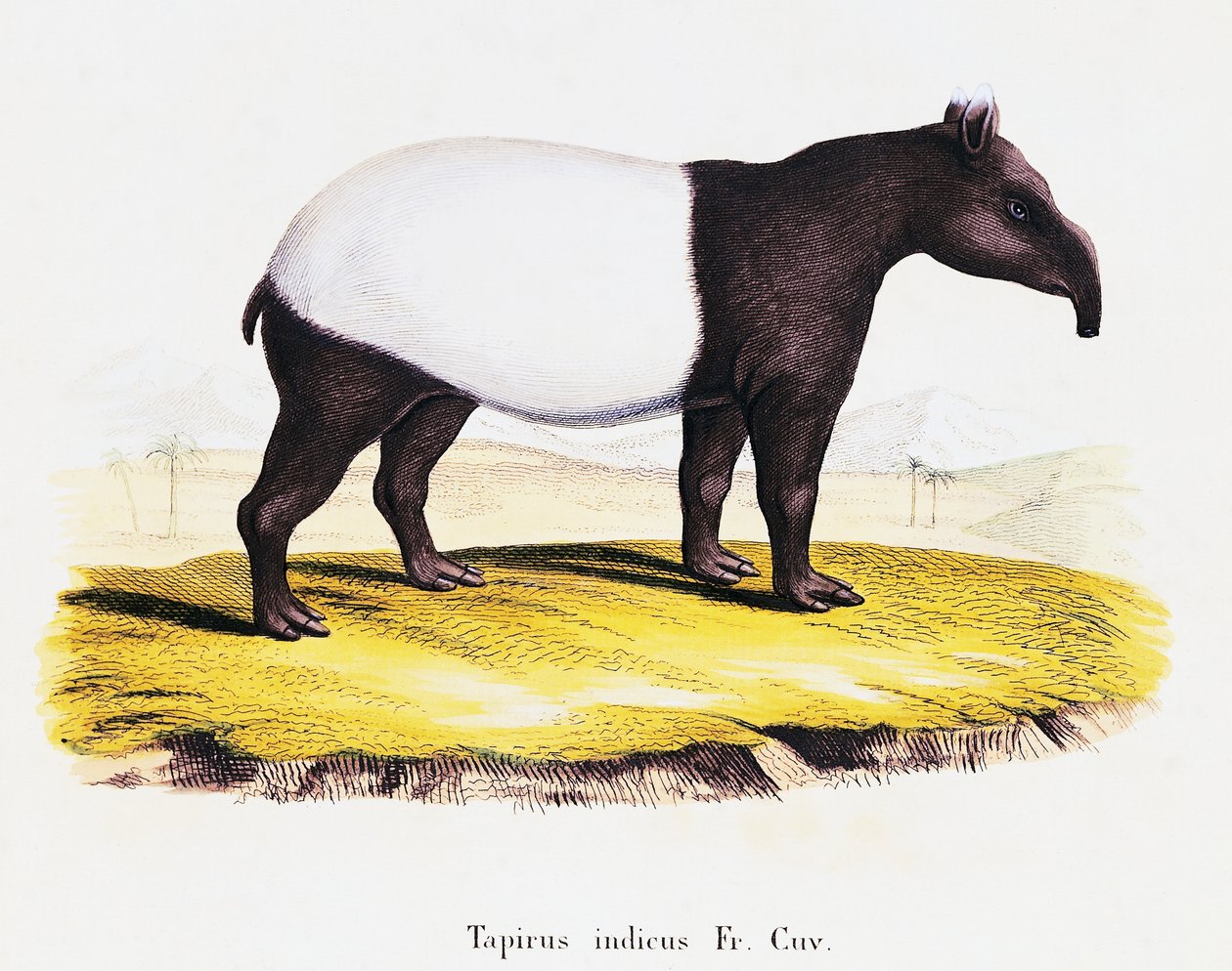 Tapirus indicus (Tapirus indicus), fra Mammals illustrated from Nature with descriptions, af Johann Christian Daniel von Schreber (1739-1810), gravering af A Fleischman efter tegning af C Weber, bind 6-7, tabel 319-A, Tyskland af German School