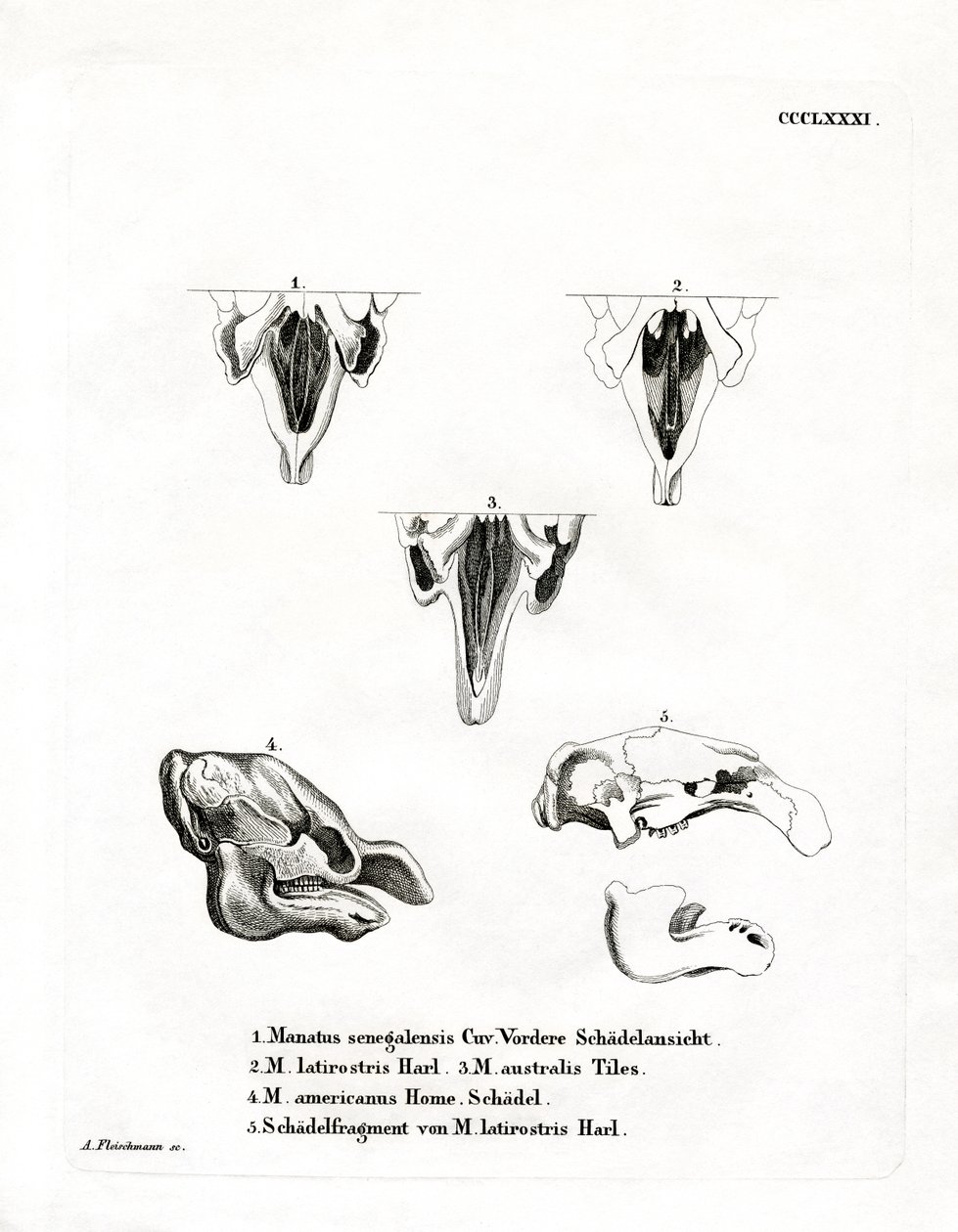 Manatee Skulls (farvet gravering) af German School