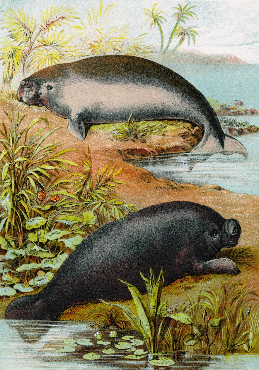 Manatee og Dugong, ca. 1880 af German School